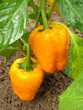 orange peppers ripening in the garden orange peppers ripening in the garden
