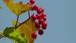 Gemeiner Schneeball - Viburnum opulus
