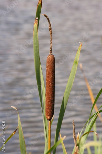 Foto: Rohrkolben Rohrkolben