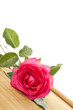 Red Rose