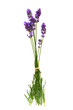 Lavender flowers isolated on white