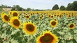 Sunflowers in Tuscany, Italy