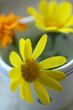Blümchen