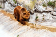 ours brun des montagnes ours brun des montagnes