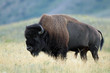 Plains Bison - Waterton Lakes National Park, Alberta