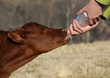 Calf bottle fed