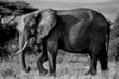elephant side view in black and white