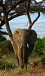 elephant walking towards viewer