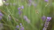 Spider and cobweb