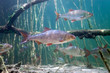 Schoal of roach in the lake