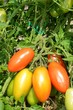 Tomaten