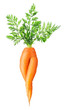 Sexy carrot