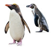 Penguins