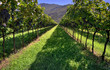 Vineyard