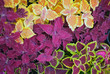 Begonia pattern