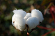 cotton plant cotton plant
