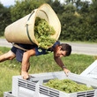 farmer harvesting the grapes during the harvest in France
