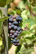 grappe de raisin sur une pied de vignes