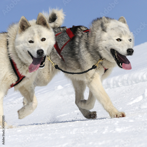 Photo: sportive dogs sportive dogs