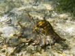Giant spider conch Giant spider conch