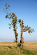Quercus ilex Quercus ilex