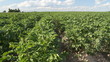 potato field