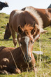 Beautiful horse sitting down