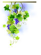 Vineyard