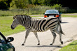 Zebra is crossing road among cars