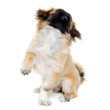 Puppy dog sitting on white background