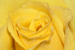 rose petals