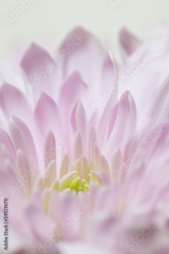 flower[chrysanthemum]_04