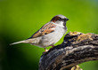 House Sparrow House Sparrow