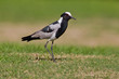 Blacksmith plover (vanellus armatus) at Wilderness National Park Blacksmith plover (vanellus armatus) at Wilderness National Park