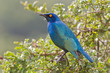 Cape glossy starling (lamprotornis nitens) at Addo Elephant Park Cape glossy starling (lamprotornis nitens) at Addo Elephant Park