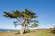 Wild tree at the Cape of Good Hope peninsula Wild tree at the Cape of Good Hope peninsula
