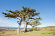 Wild tree at the Cape of Good Hope peninsula Wild tree at the Cape of Good Hope peninsula