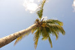 Palm Tree Against a Blue Sky