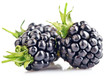 berry blackberry with green leaf