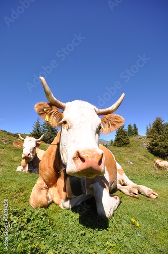 Foto: Kuh im Berner Oberland Kuh im Berner Oberland