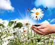 Chamomile flower