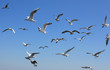 sailing flight