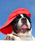 Hund mit Mütze