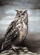 hibou grand-duc (aquarelle et lavis) hibou grand-duc (aquarelle et lavis)