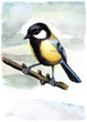 Aquarelle d'une mésange charbonnière Aquarelle d'une mésange charbonnière