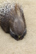 Stachelschwein in Nahaufnahme