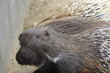 Stachelschwein in Nahaufnahme