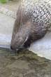Stachelschwein in Nahaufnahme