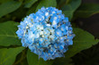 Beautiful blue Hortensia