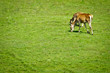 Two deers eating grass on the meadow Two deers eating grass on the meadow